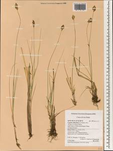 Carex divisa Huds., South Asia, South Asia (Asia outside ex-Soviet states and Mongolia) (ASIA) (Cyprus)