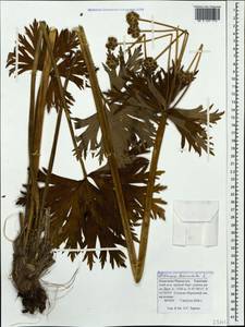 Anemonastrum narcissiflorum subsp. fasciculatum (L.) Raus, Caucasus, Stavropol Krai, Karachay-Cherkessia & Kabardino-Balkaria (K1b) (Russia)