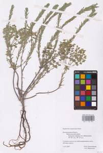 Euphorbia seguieriana Neck., Eastern Europe, Central forest-and-steppe region (E6) (Russia)