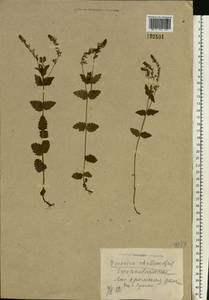 Veronica chamaedrys L., Eastern Europe, North Ukrainian region (E11) (Ukraine)