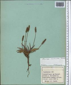 Plantago arachnoidea Schrenk, Middle Asia, Northern & Central Tian Shan (M4) (Kyrgyzstan)