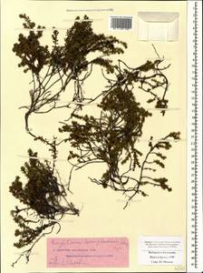 Empetrum nigrum subsp. caucasicum (Juz.) Kuvaev, Caucasus, Stavropol Krai, Karachay-Cherkessia & Kabardino-Balkaria (K1b) (Russia)