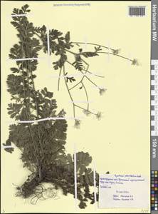Tanacetum poteriifolium (Ledeb.) Grierson, Caucasus, Black Sea Shore (from Novorossiysk to Adler) (K3) (Russia)