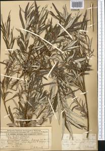 Salix viminalis L., Middle Asia, Muyunkumy, Balkhash & Betpak-Dala (M9) (Kazakhstan)