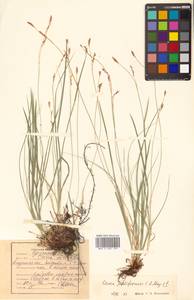 Carex pediformis C.A.Mey., Siberia, Russian Far East (S6) (Russia)