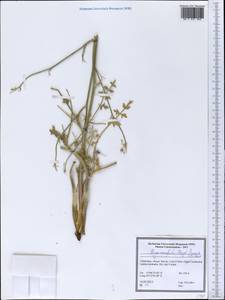 Prangos ammophila (Bunge) Pimenov & V. N. Tikhom., Middle Asia, Syr-Darian deserts & Kyzylkum (M7) (Uzbekistan)