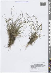 Carex oederi var. oederi, Eastern Europe, Northern region (E1) (Russia)