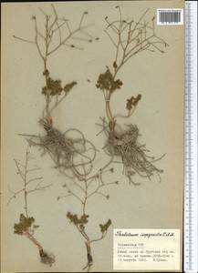 Thalictrum isopyroides C. A. Mey., Middle Asia, Pamir & Pamiro-Alai (M2) (Tajikistan)