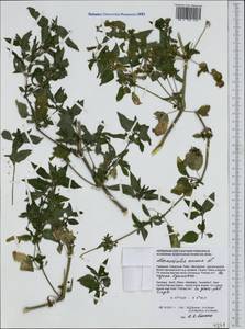 Mercurialis annua L., Western Europe (EUR) (Germany)