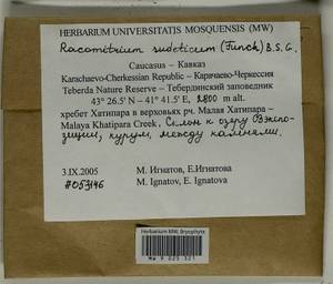 Bucklandiella sudetica (Funck) Bedn.-Ochyra & Ochyra, Bryophytes, Bryophytes - North Caucasus & Ciscaucasia (B12) (Russia)