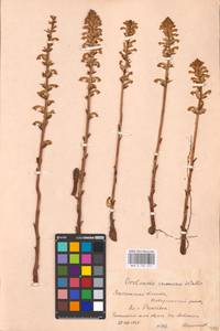 MHA 0 162 451, Orobanche cumana Wallr., Eastern Europe, Central forest-and-steppe region (E6) (Russia)