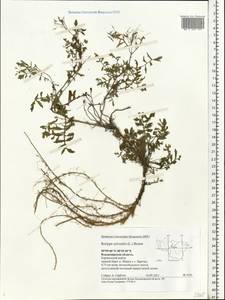 Rorippa sylvestris (L.) Besser, Eastern Europe, Central region (E4) (Russia)