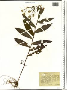 Senecio nemorensis L., Siberia, Russian Far East (S6) (Russia)