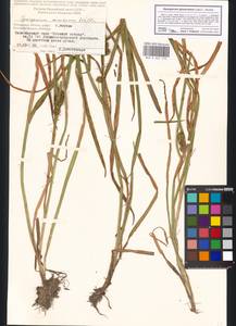 Sparganium glomeratum (Laest. ex Beurl.) Beurl., Eastern Europe, Moscow region (E4a) (Russia)