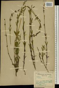 Silene tatarica (L.) Pers., Eastern Europe, Northern region (E1) (Russia)