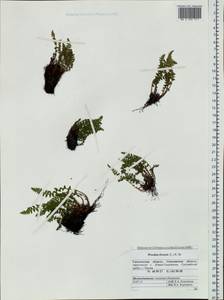 Woodsia ilvensis (L.) R. Br., Siberia, Russian Far East (S6) (Russia)