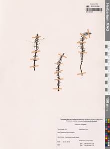 Hippuris vulgaris L., Siberia, Chukotka & Kamchatka (S7) (Russia)