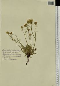 Scorzoneroides autumnalis subsp. autumnalis, Siberia, Baikal & Transbaikal region (S4) (Russia)