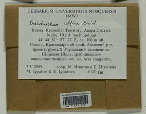 Lewinskya affinis (Brid.) F. Lara, Garilleti & Goffinet, Bryophytes, Bryophytes - North Caucasus & Ciscaucasia (B12) (Russia)