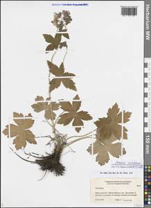 Geranium platyanthum Duthie, Siberia, Baikal & Transbaikal region (S4) (Russia)