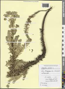 Euphorbia paralias L., Caucasus, Abkhazia (K4a) (Abkhazia)