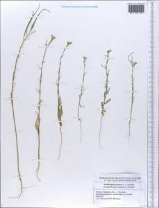Arabidopsis arenosa (L.) Lawalrée, Eastern Europe, Middle Volga region (E8) (Russia)