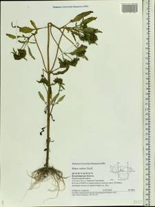 Bidens radiata Thuill., Eastern Europe, Central region (E4) (Russia)