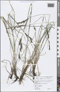 Carex nigra (L.) Reichard, Siberia, Baikal & Transbaikal region (S4) (Russia)