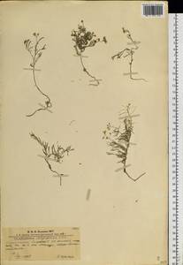 Dontostemon integrifolius (L.) Ledeb., Siberia, Altai & Sayany Mountains (S2) (Russia)