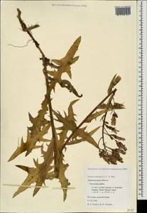 Lactuca tatarica (L.) C. A. Mey., Eastern Europe, Northern region (E1) (Russia)