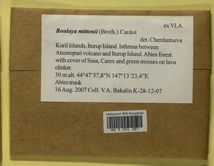 Boulaya mittenii (Broth.) Cardot, Bryophytes, Bryophytes - Russian Far East (excl. Chukotka & Kamchatka) (B20) (Russia)