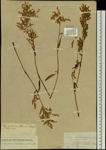Koenigia alpina (All.) T. M. Schust. & Reveal, Siberia, Western Siberia (S1) (Russia)