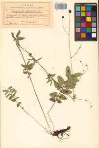 Sanguisorba officinalis L., Siberia, Russian Far East (S6) (Russia)