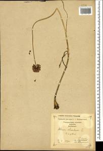 Allium rotundum L., Caucasus, Georgia (K4) (Georgia)