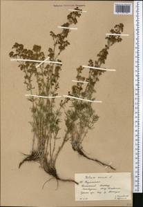 Galium verum L., Middle Asia, Western Tian Shan & Karatau (M3) (Kazakhstan)