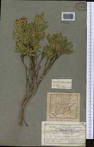 Wikstroemia alberti (Regel) Mottet, Middle Asia, Pamir & Pamiro-Alai (M2) (Tajikistan)