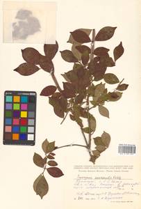 Euonymus alatus (Thunb.) Siebold, Siberia, Russian Far East (S6) (Russia)