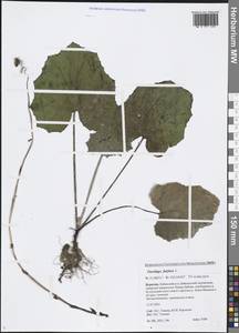 Tussilago farfara L., Siberia, Baikal & Transbaikal region (S4) (Russia)