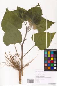 Helianthus annuus L., Eastern Europe, Moscow region (E4a) (Russia)