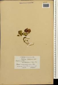 Trifolium ambiguum M.Bieb., Caucasus, Armenia (K5) (Armenia)