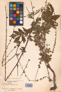 Agrimonia eupatoria L., Eastern Europe, North-Western region (E2) (Russia)