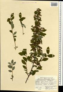 Spiraea flexuosa Fisch. ex Cambess., Mongolia (MONG) (Mongolia)