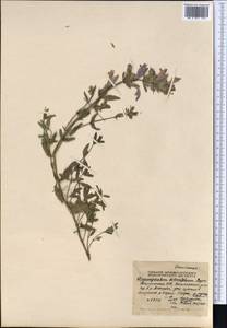 Dracocephalum diversifolium Rupr., Middle Asia, Northern & Central Tian Shan (M4) (Kyrgyzstan)