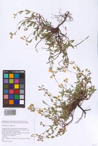 Helianthemum rupifragum A. Kern., Eastern Europe, Middle Volga region (E8) (Russia)