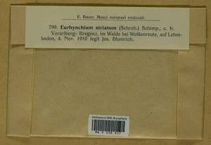 Eurhynchium angustirete (Broth.) T.J. Kop., Bryophytes, Bryophytes - Western Europe (BEu) (Austria)