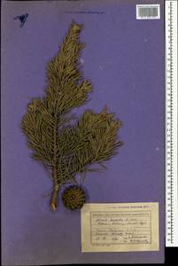 Pinus sylvestris var. hamata Steven, Crimea (KRYM) (Russia)