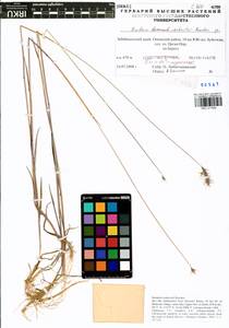 Hordeum roshevitzii Bowden, Siberia, Baikal & Transbaikal region (S4) (Russia)