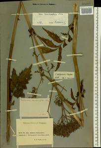 Valeriana wolgensis Kazak., Eastern Europe, Rostov Oblast (E12a) (Russia)