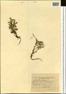 Sibbaldianthe bifurca subsp. bifurca, Siberia, Altai & Sayany Mountains (S2) (Russia)