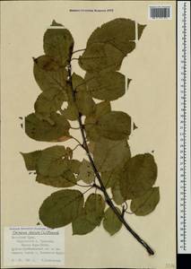 Prunus avium (L.) L., Crimea (KRYM) (Russia)